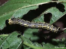 Attēlu rezultāti vaicājumam “Abraxas sylvata larva”