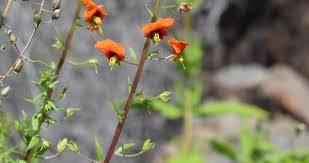 Image result for Alonsoa liniflora