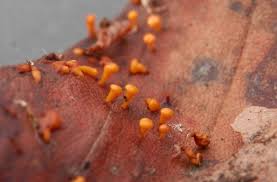 Attēlu rezultāti vaicājumam “Craterium minutum macro”