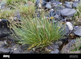 Attēlu rezultāti vaicājumam “Triglochin maritimum fruit”