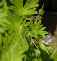 Attēlu rezultāti vaicājumam “Geranium pusillum leaf”
