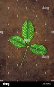 Attēlu rezultāti vaicājumam “Laburnum anagyroides leaf”