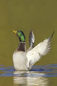 Attēlu rezultāti vaicājumam “Anas platyrhynchos male”