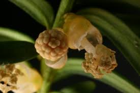 Attēlu rezultāti vaicājumam “Taxus baccata female flower”
