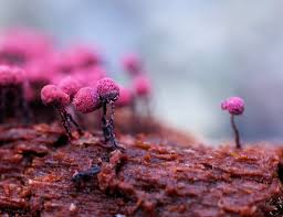 Attēlu rezultāti vaicājumam “Cribraria purpurea macro”