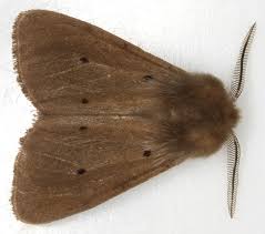 Attēlu rezultāti vaicājumam “Diaphora mendica”