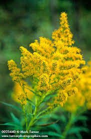 Attēlu rezultāti vaicājumam “Solidago canadensis leaf”