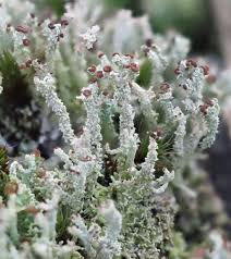 Attēlu rezultāti vaicājumam “Cladonia ramulosa”