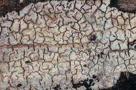 Attēlu rezultāti vaicājumam “Cystostereum murrayi”