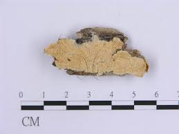 Attēlu rezultāti vaicājumam “Oxyporus corticola”