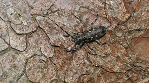 Attēlu rezultāti vaicājumam “Monochamus sutor”