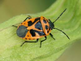 Attēlu rezultāti vaicājumam “Eurydema dominulus imago”