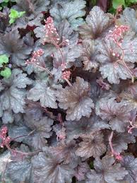 Image result for HEUCHERA americana 'Palace Purple Auslese'