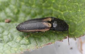 Attēlu rezultāti vaicājumam “Ectinus aterrimus”