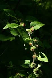 Attēlu rezultāti vaicājumam “Arctium nemorosum”