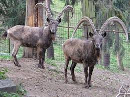 Attēlu rezultāti vaicājumam “Capra”