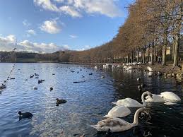 Image result for South Yorkshire Swans