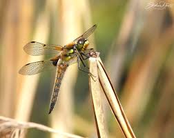Attēlu rezultāti vaicājumam “Libellula quadrimaculata exuvia”