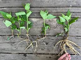 Attēlu rezultāti vaicājumam “Campanula rapunculoides bud”