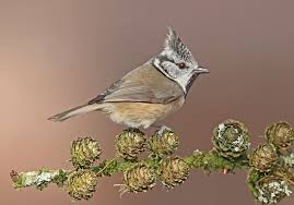 Attēlu rezultāti vaicājumam “Lophophanes cristatus adult”