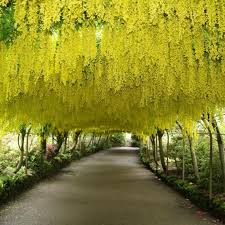 Image result for Laburnum anagyroides