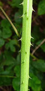 Attēlu rezultāti vaicājumam “Rubus nessensis”