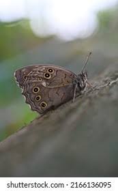 Attēlu rezultāti vaicājumam “Lopinga achine underside”