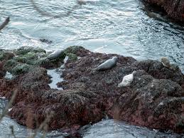 Image result for Phoca vitulina