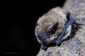 Attēlu rezultāti vaicājumam “Pipistrellus pygmaeus”