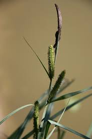 Attēlu rezultāti vaicājumam “Carex acutiformis”