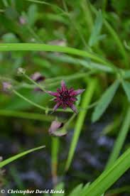 Attēlu rezultāti vaicājumam “Comarum palustre flower”