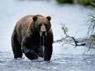 Brown Bears, Brown Bear Pictures, Brown Bear Facts - National ...