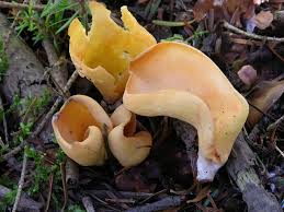 Attēlu rezultāti vaicājumam “Otidea onotica”