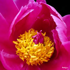 Attēlu rezultāti vaicājumam “Paeoniaceae”