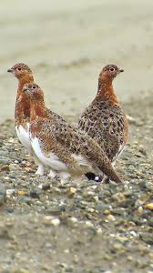 Image result for Lagopus lagopus