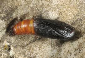 Attēlu rezultāti vaicājumam “Scopula immorata”