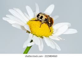 Attēlu rezultāti vaicājumam “Trichius fasciatus imago”