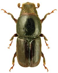 Attēlu rezultāti vaicājumam “Scolytus ratzeburgi”