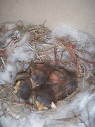 Attēlu rezultāti vaicājumam “Muscicapa striata nest”