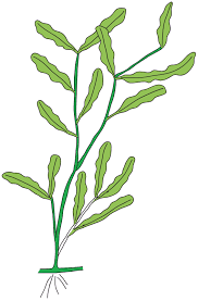 Attēlu rezultāti vaicājumam “Potamogeton compressus leaf”