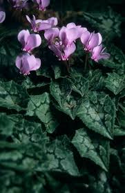 Attēlu rezultāti vaicājumam “Cyclamen hederifolium”