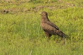 Attēlu rezultāti vaicājumam “Aquila pomarina adult”