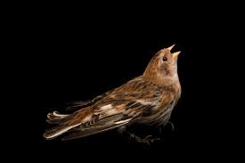 Attēlu rezultāti vaicājumam “Plectrophenax nivalis”