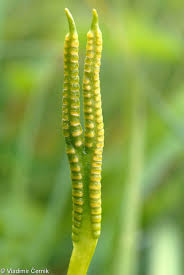 Attēlu rezultāti vaicājumam “Ophioglossum vulgatum”