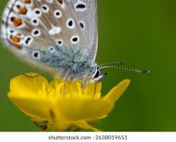 Attēlu rezultāti vaicājumam “Plebejus idas female”