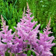 Image result for Astilbe