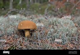 Attēlu rezultāti vaicājumam “Suillus variegatus”