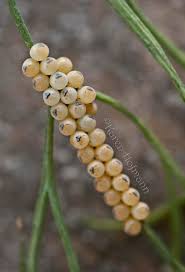 Attēlu rezultāti vaicājumam “Pentatomidae eggs”