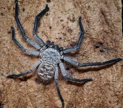 Attēlu rezultāti vaicājumam “Sparassidae”