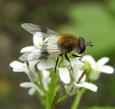 Attēlu rezultāti vaicājumam “Leucozona lucorum”